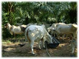 PROSPEK AGRIBISNIS INTEGRASI KELAPASAWIT DAN TERNAK