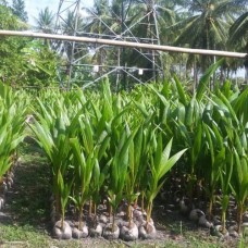STANDAR BENIH KELAPA DALAM (Cocos nucifera L. Var. Typica) SNI 01-7157-2006