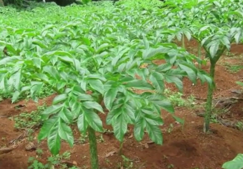 MANFAAT DAN MORFOLOGI TANAMAN PORANG (Amorphophallus muelleri)