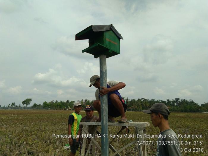 Burung Hantu Pengendali Tikus Secara Hayati