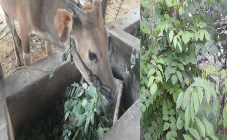 GAMAL  ( GLIRICIDAE SEPIUM )  SEBAGAI PAKAN TERNAK RUMINANSIA