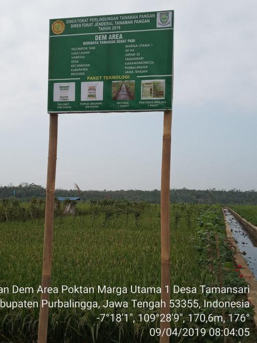 Budidaya Tanaman Padi Sehat