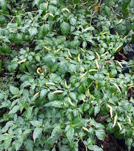 Pengendalian Hama Thrips Pada Tanaman Cabe 