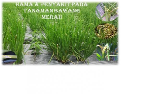HAMA PENYAKIT PADA TANAMAN BAWANG MERAH  Oleh : Sugiharta S.
