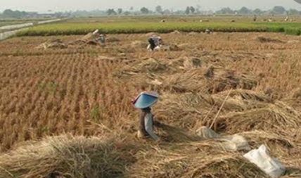 Pemanfaatan Jerami Sebagai Sumber Pupuk Organik Efektif Padi Sawah
