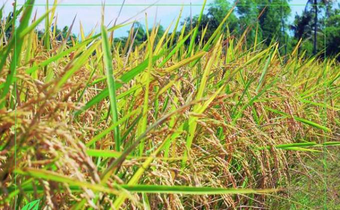 Manggis si Buah Eksotik Agar Nilai Jualnya Manis