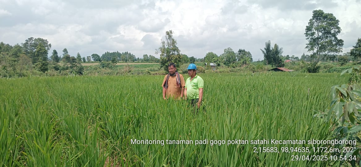Budidaya Tanman Padi Gogo