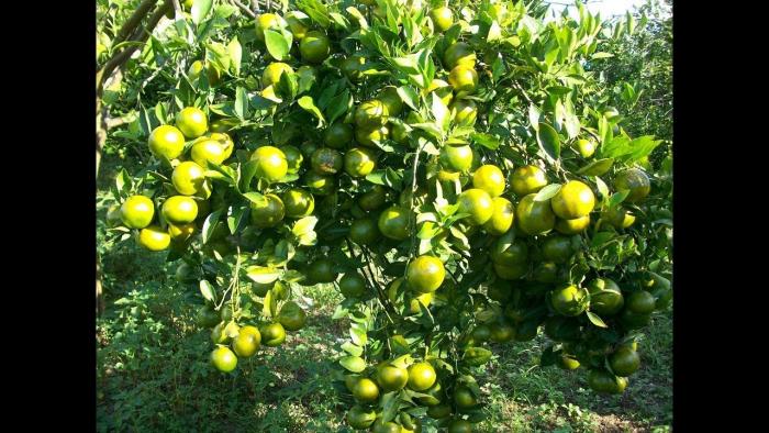 budidaya tanaman jeruk di kecamatan way jepara lampung timur