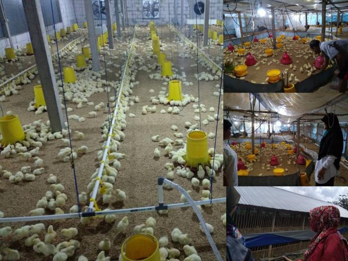 TEKNIK BUDIDAYA AYAM PEDAGING / BROILER DI POKTAN TENTREM RAHAYU DESA KETANGGUNG KECAMATAN SINE KABUPATEN NGAWI