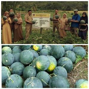 DEMPLOT BUDIDAYA SEMANGKA NON BIJI