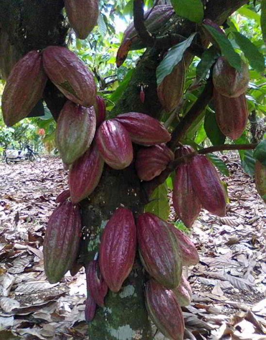Budidaya Kakao Di Mahulu