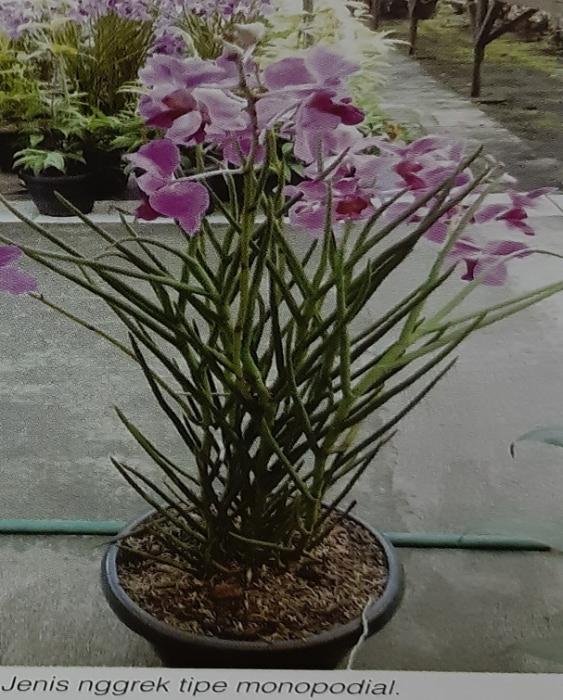 TEKNIK PENANAMAN ANGGREK