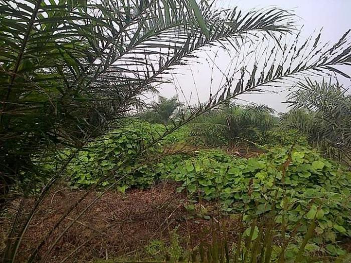 Teknik Pengendalian Hama Ulat Api pada Tanaman Kelapa Sawit