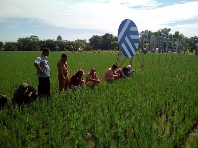 cara mengetahui kebutuhan pupuk nitrogen pada tanaman padi sawah