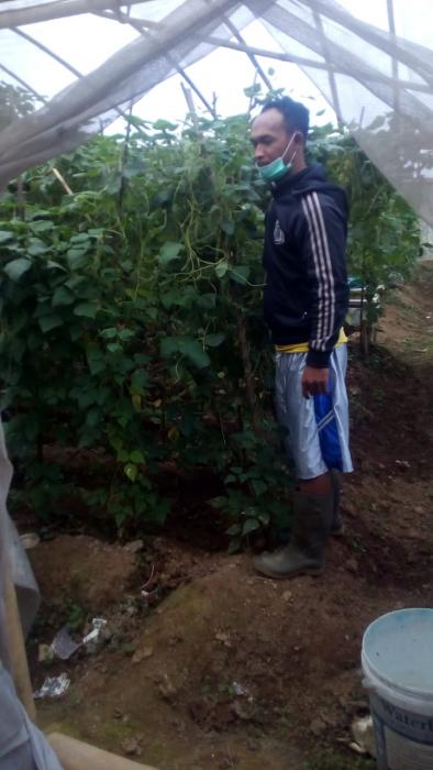 Teknis Perbenihan Kacang Panjang Petani Poncol