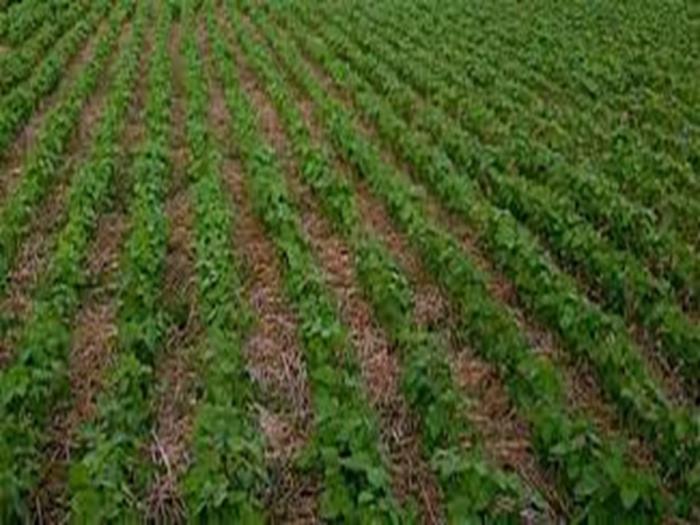 TEKNIK PENGELOLAAN TANAMAN TERPADU KEDELE