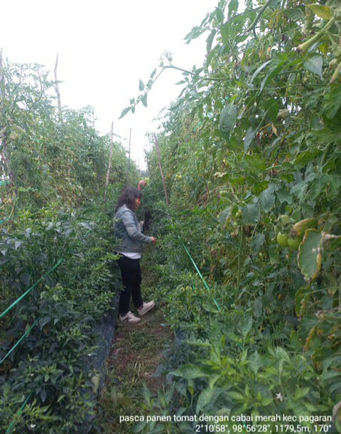 PENGENDALIAN HAMA CABAI MERAH