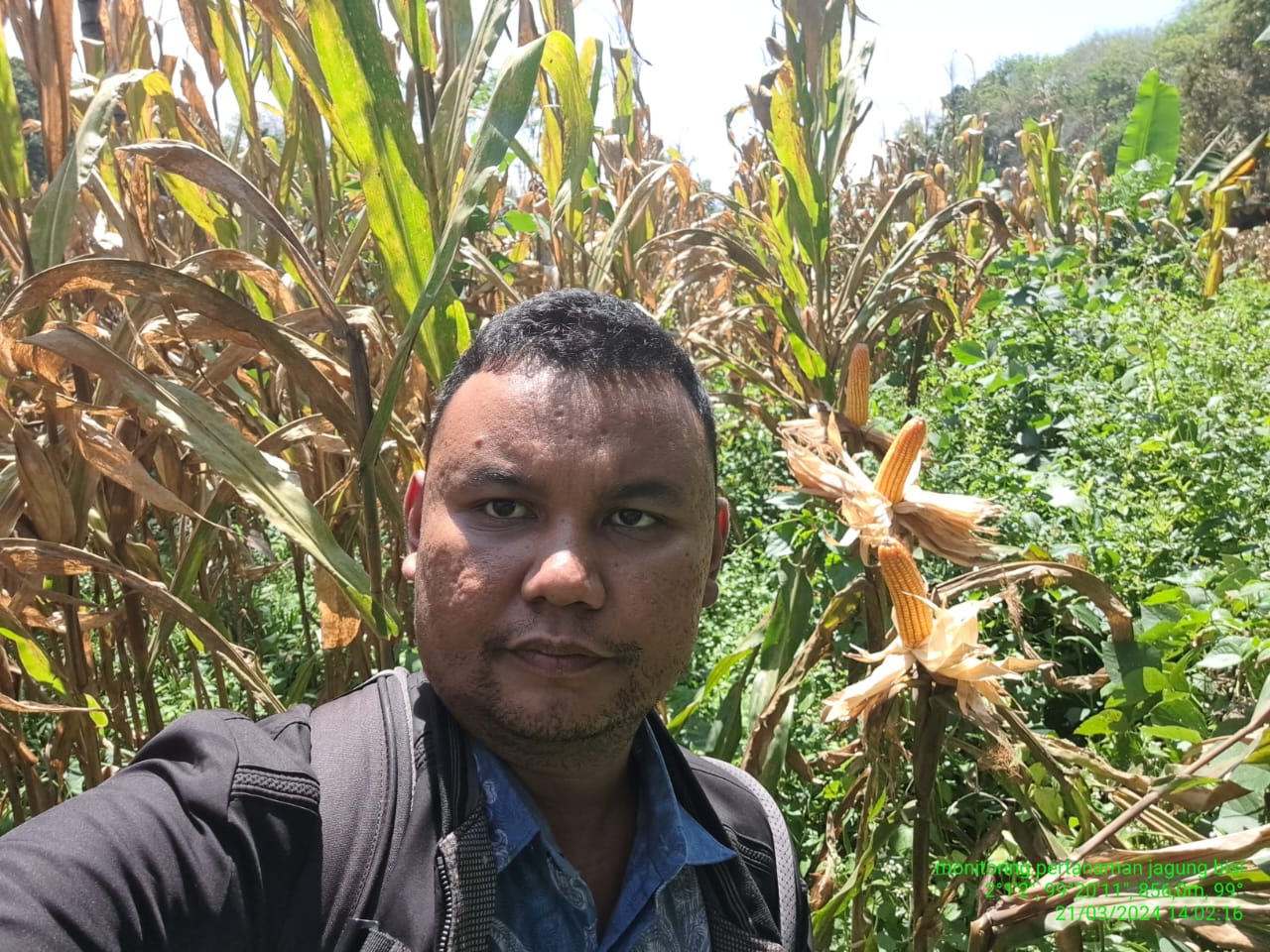 OPT Ulat Grayak Pada jagung