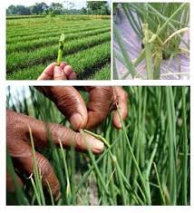 Prinsip Ã¢â‚¬ Prinsip Pengendalian Hama Bawang Merah