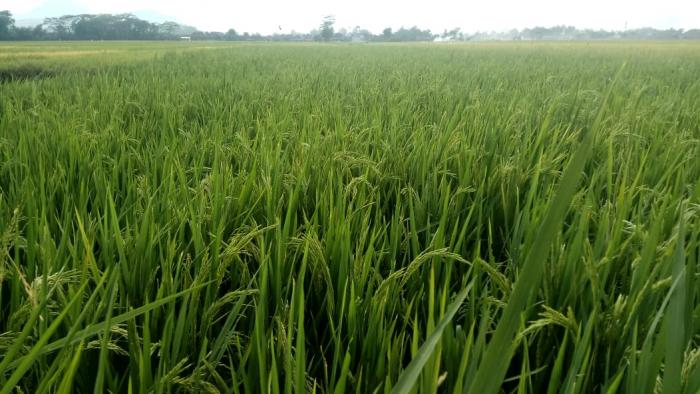Pengendalian Penyakit Potong Leher Pada Tanaman Padi 