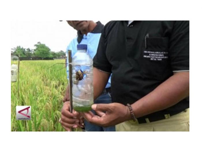 Pengendalian Hama Walang Sangit (Leptocorisa oratorius) Menggunakan Perangkap Kepiting