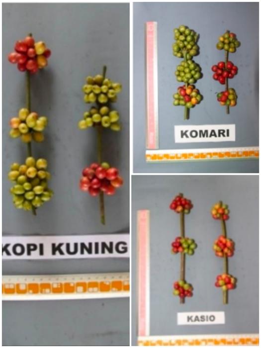 MENGENAL 6 (ENAM) VARIETAS LOKAL KOPI DI KABUPATEN TANGGAMUS LAMPUNG