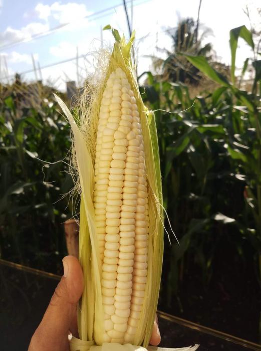 budidaya tanaman jagung manis 