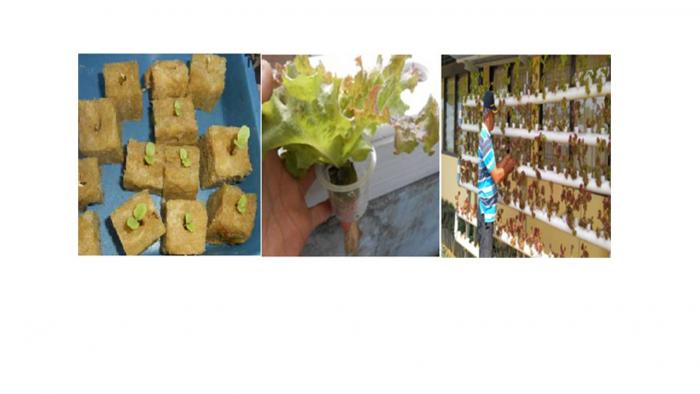 TEKNIK MENANAM SELADA MERAH HIDROPONIK DARI PARALON DENGAN MEDIA ROCKWOOL