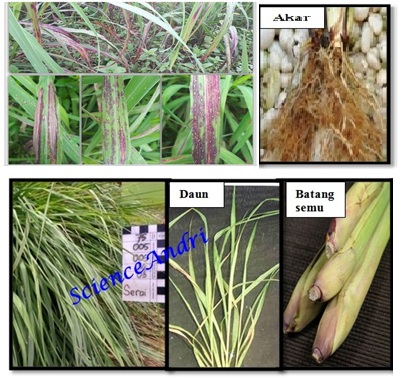 TANAMAN SERAI DAN MANFAATNYA