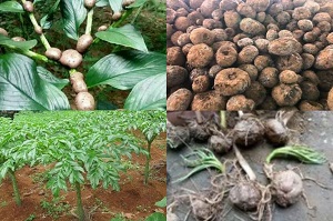 MENGENAL TANAMAN PORANG  DAN MEMBEDAKANNYA DENGAN SUWEG, ILES-ILES PUTIH DAN WALUR