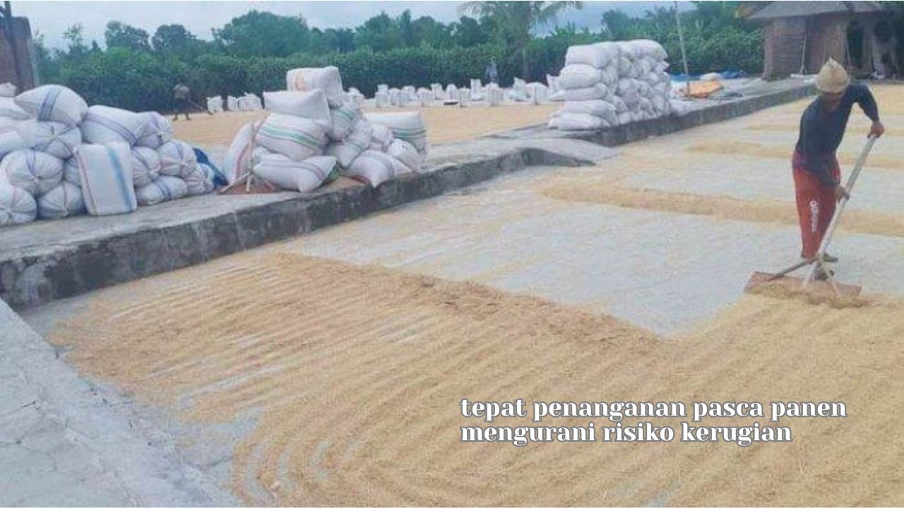 Biochar Sekam Padi Meningkatkan Kesuburan Lahan Sawah