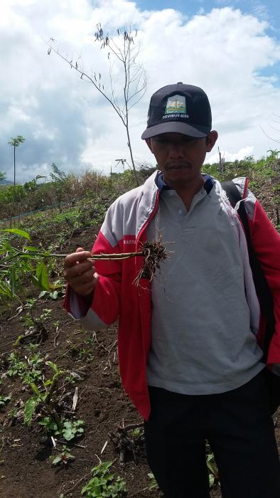 Pengendalian Busuk Akar Pada Tanaman Cabai (capsicum Annuum L.)