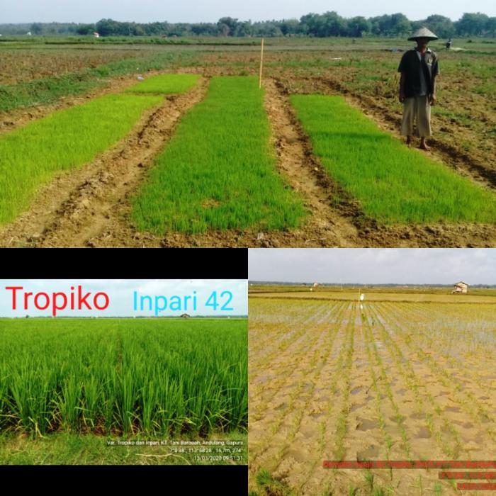 INPARI 42 AGRITAN GSR VS TROPIKO dI KECAMATAN GAPURA, SUMENEP