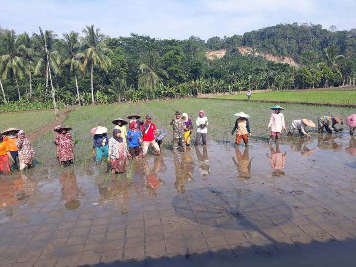 Tanam Padi di Poktan Keusal Kecamatan Leuwidamar Kabupaten Lebak