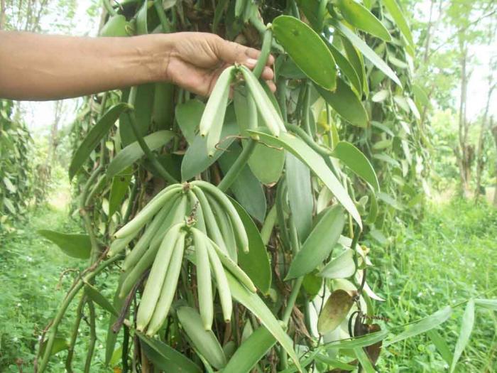 TEKNOLOGI BUDIDAYA PANILI