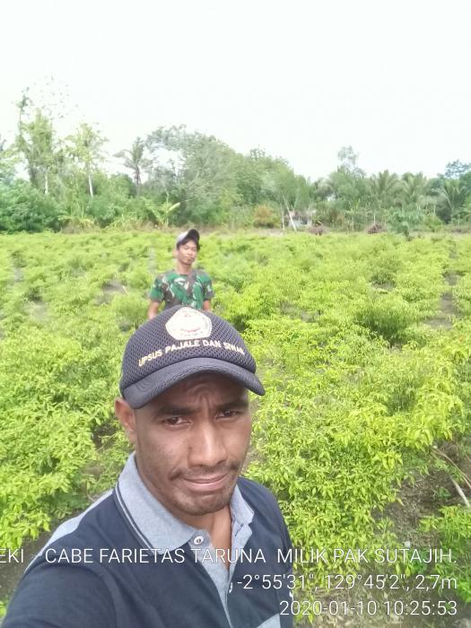 TANAMAN  CABE FARIETAS TARUNA DESA SARIPUTIH SP-2