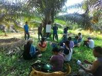 Pemupukan Tanaman Padi di Lahan Kering