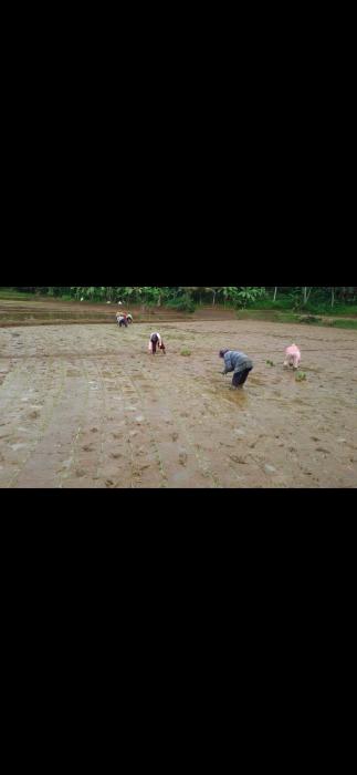 Praktek Sekolah Lapang di Desa Puspajaya