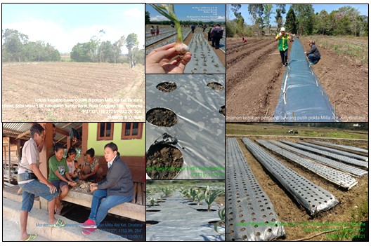 BUDIDAYA BAWANG PUTIH PADA KELOMPOK TANI KELAS PEMULA