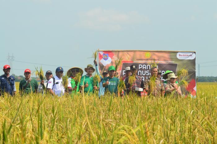 Sukseskan Acara Panen Padi Nusantara, Petani Dukuhwaru Gelar Penen Padi Serentak