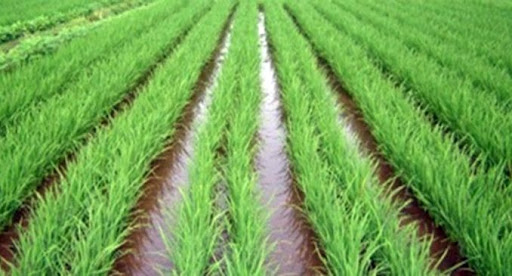 TANAM PADI JARWO SUPER 2:1