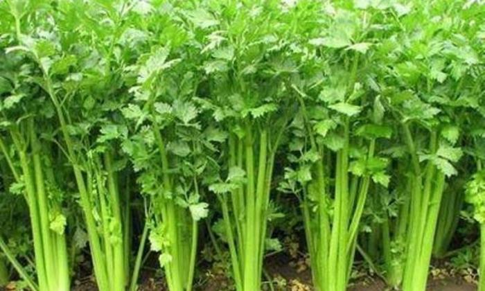 Budi Daya Seledri Organik Dalam Polybagk(pemanfaatan Pekarangan Rumah)