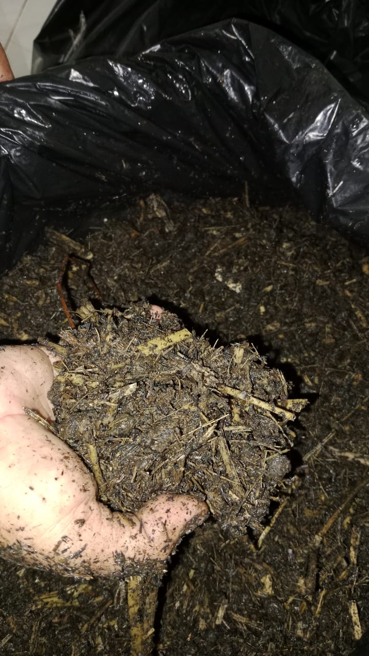 Manfaat ampas tebu untuk berbagai tanaman sayuran