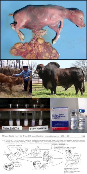 WASPADA PENYAKIT BRUCELLOSIS PADA SAPI