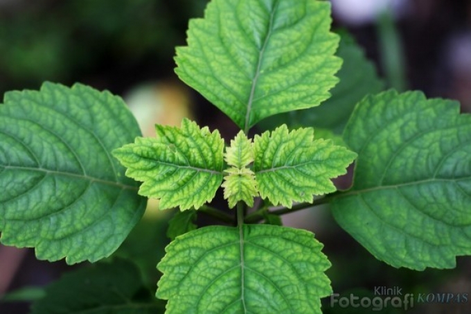 PERBANYAKAN NILAM SECARA VEGETATIF