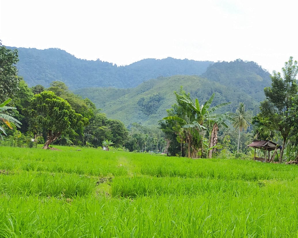 PENGENDALIAN KERING ALUR SADAP (KAS) PADA TANAMAN KARET