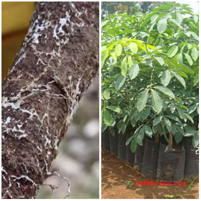 Pengendalian Penyakit Jamur Akar Putih pada Tanaman Karet