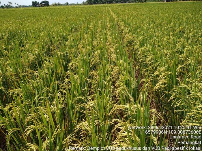VUB INPARI 36 LANRANG DAN INPARI 37 LANRANG ADAPTIF DI LAHAN PASANG SURUT KABUPATEN SAMBAS