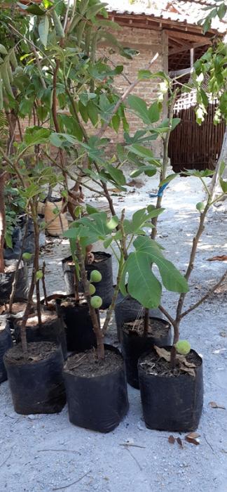 Budidaya Buah Tin Dan Manfaatnya Bagi Tubuh Kita