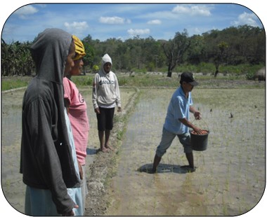PEMUPUKAN TANAMAN PADI SAWAH